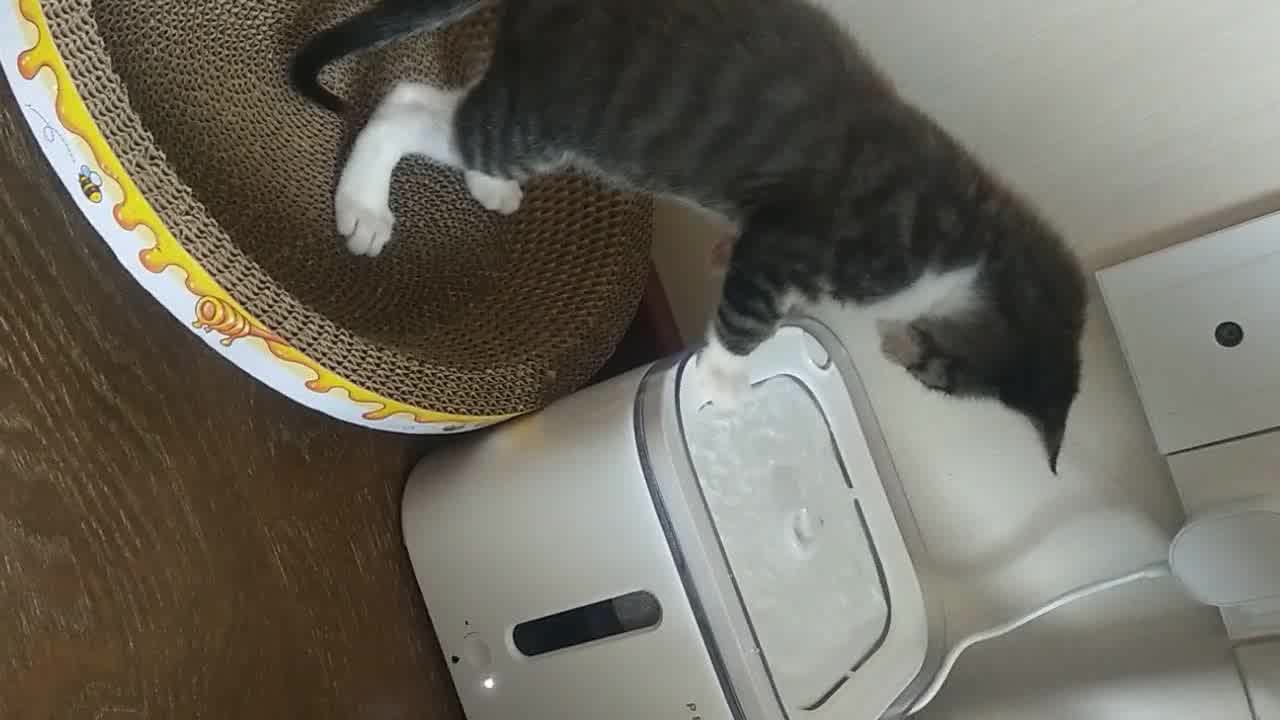 小佩喂食器 小佩宠物智能全自动喂食器solo款猫咪狗狗喂食器可放冻干自动投食器定时定量远程控制储粮猫粮宠物碗橙色 行情报价价格评测 京东