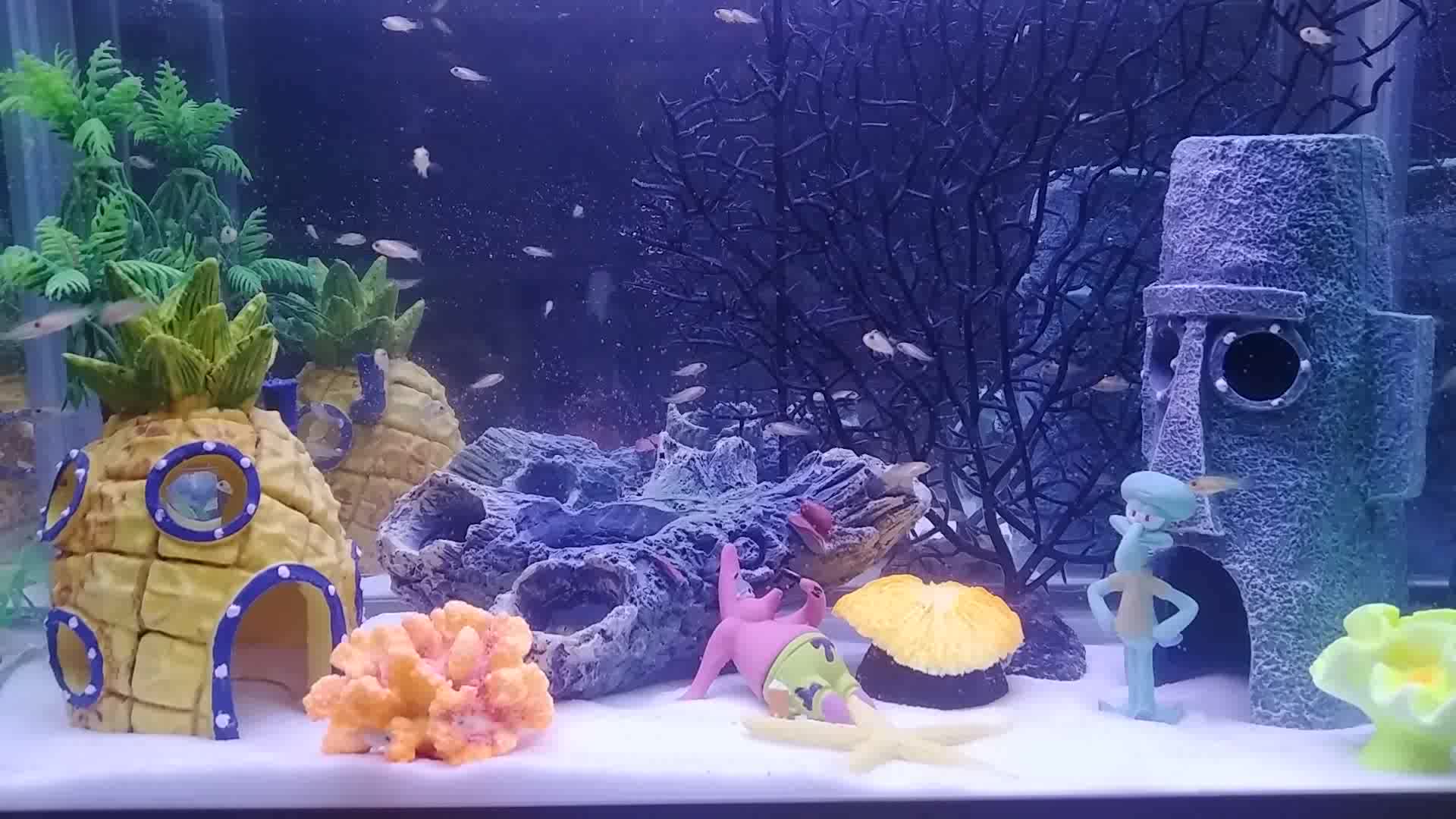 仿真海铁树珊瑚树枝黑色红色鱼缸造景水族箱装饰摆件海底世界 1401扁