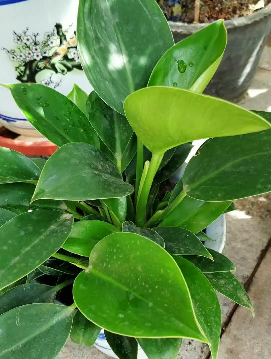 金钻盆栽四季常青植物室内盆景花卉大叶办公室大型绿植红叶4555高一盆