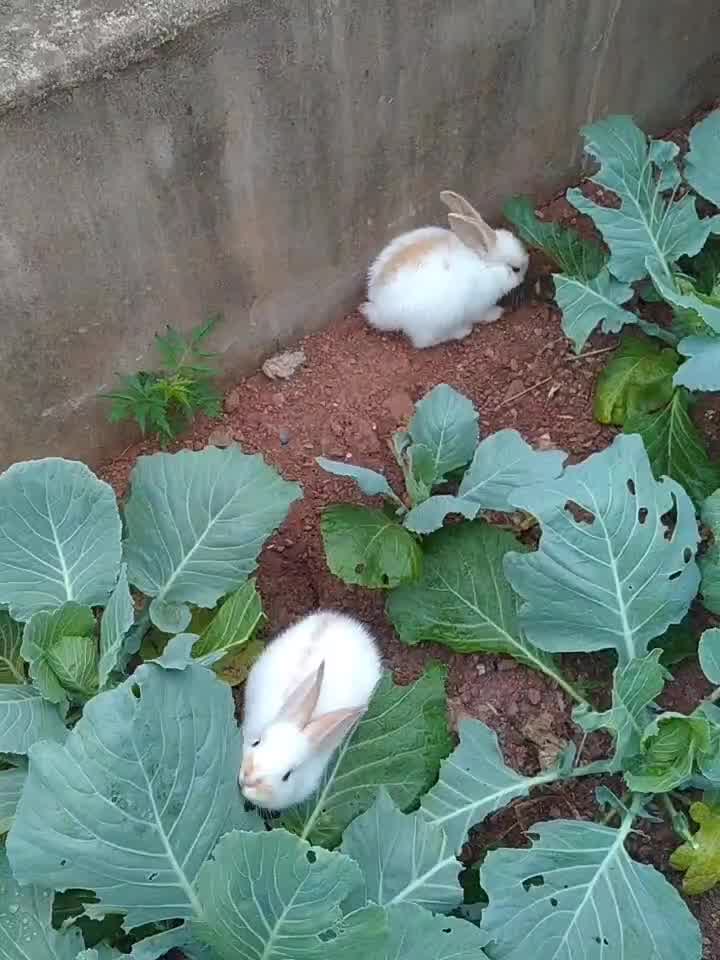 京选推荐新品种巨兔兔子活大型肉兔家养兔苗小兔子比利时月月兔可长80