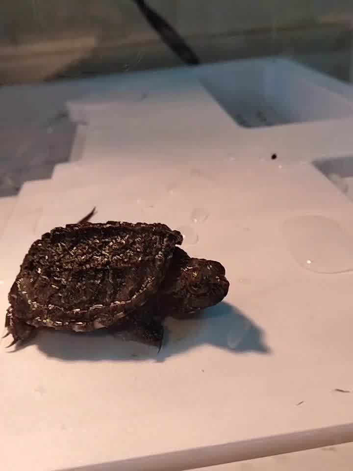 易萌 乌龟活物 暴刺小鳄龟纯佛原种佛活体宠物龟活体外塘生态养殖龟苗