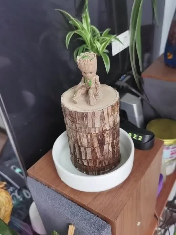 巴西木 荷叶盆 格鲁特 带帽和尚 营养液 【巴西木无芽