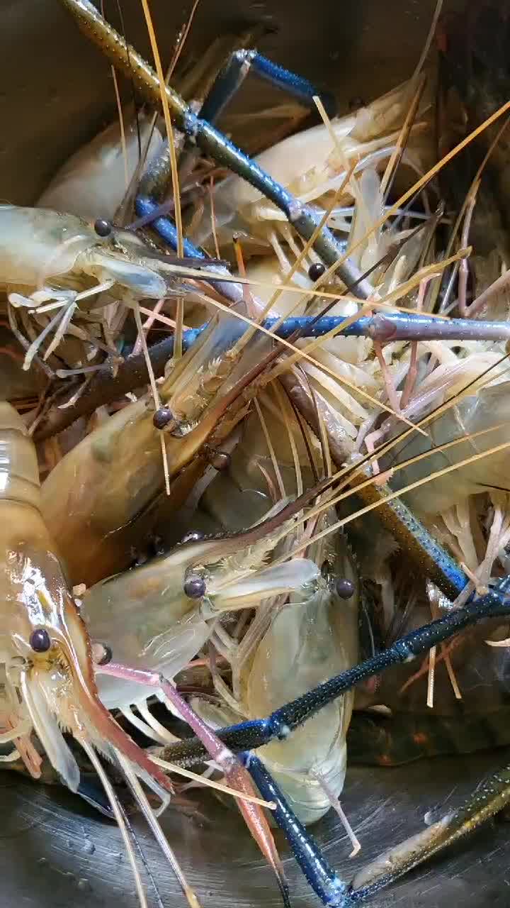 【鮮活發貨】沢素灣 特大號羅氏蝦 1兩左右一隻 大頭蝦羅氏沼蝦 生鮮