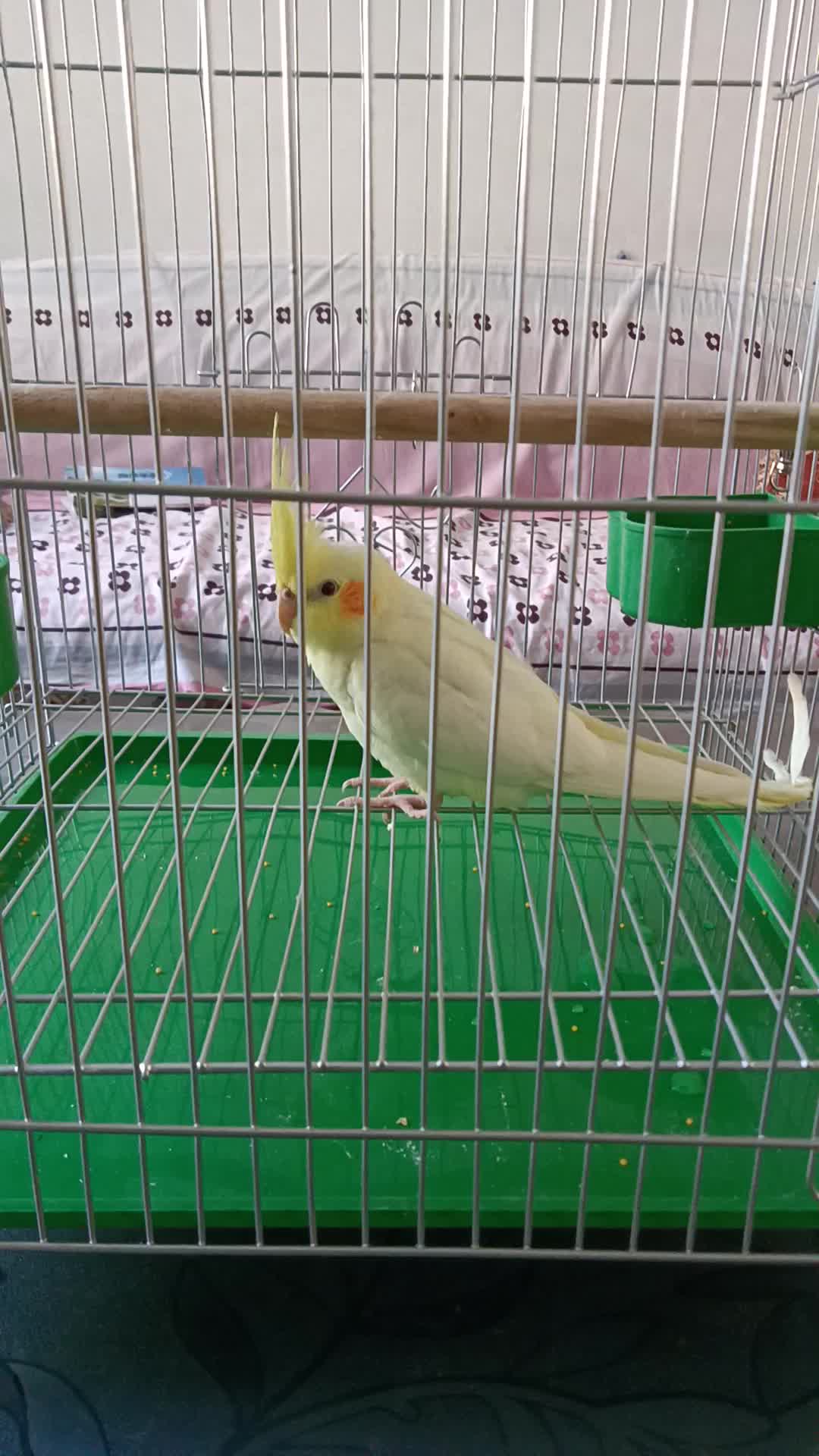 玄鳳鸚鵡幼鳥活體學說話寵物手養黃化玄鳳鸚鵡活鳥活物一對可繁殖黃化