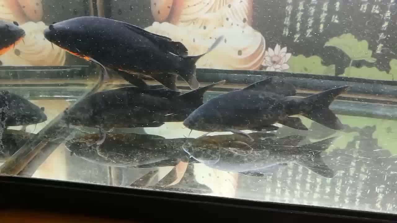 黑金錦鯉魚風水魚黑色金魚活魚冷水易活龍鳳烏金錦鯉黑金龍鳳810cm1條