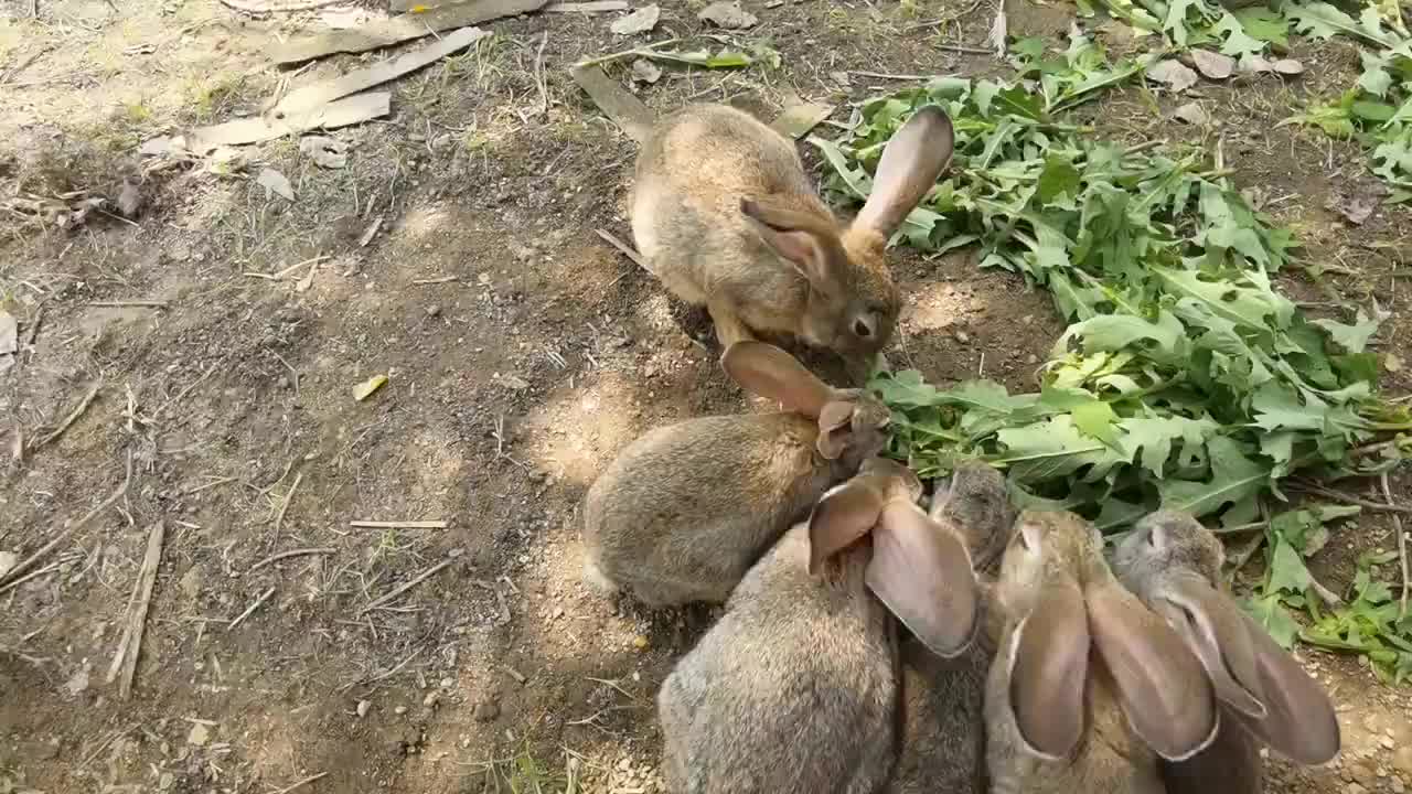现杀新鲜兔肉整只兔子肉每只2斤左右农家散养真空包