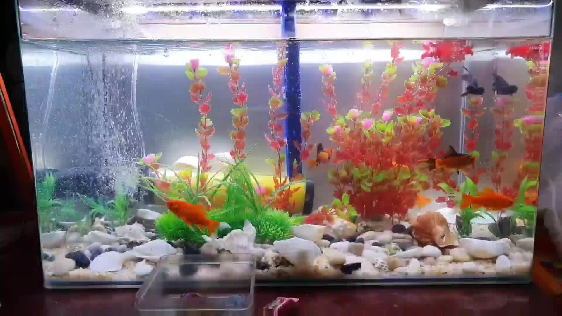 俪鱼锋影led鱼缸灯37cm 俪鱼 Liyu 锋影led鱼缸灯37cm 防水照明灯具增艳全广谱太阳灯水草灯架高亮可潜水 行情报价价格评测 京东