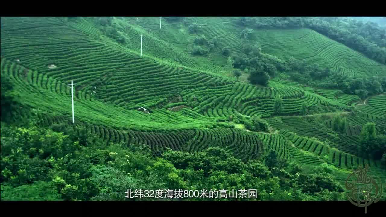 2022春茶新茶龙潭信阳毛尖50g特级雨前茶正宗原产地信阳毛尖头采特级