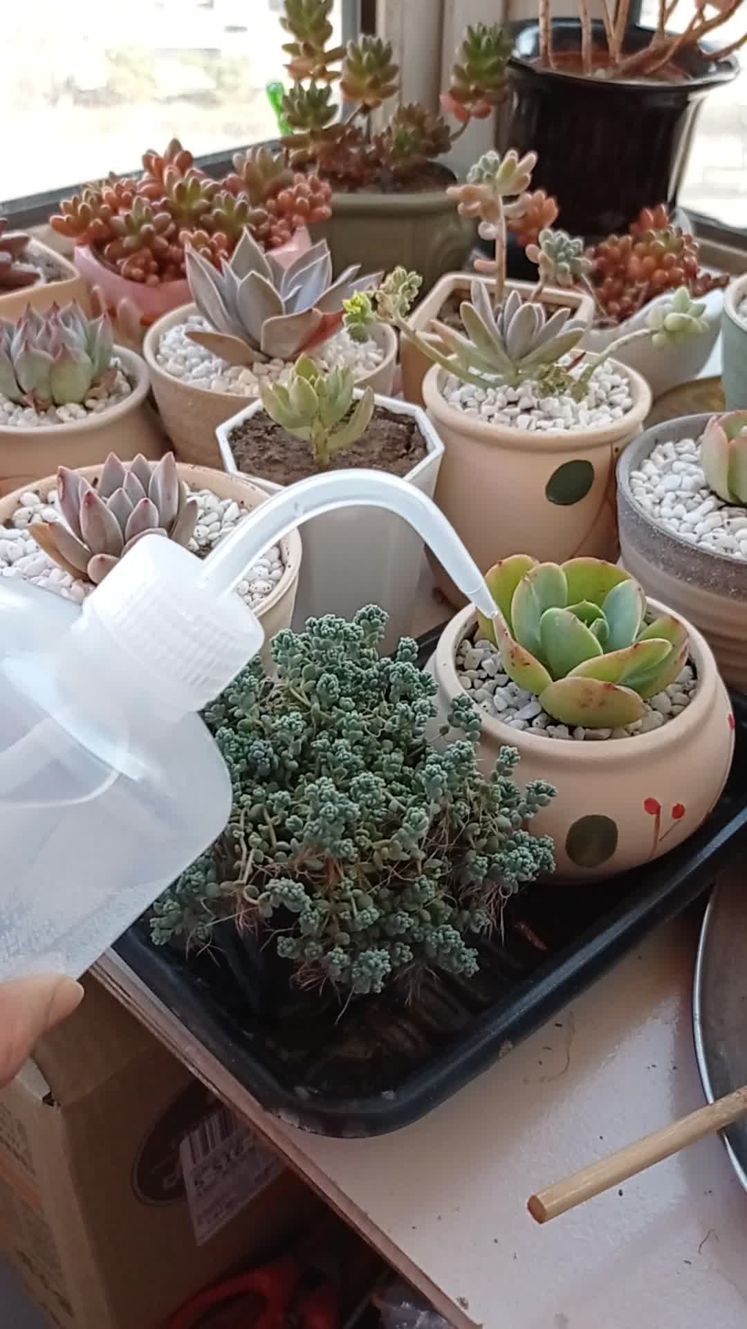 园艺浇花多肉浇水壶家用长嘴挤压式尖嘴浇水瓶植物专用喷壶浇花器 【2