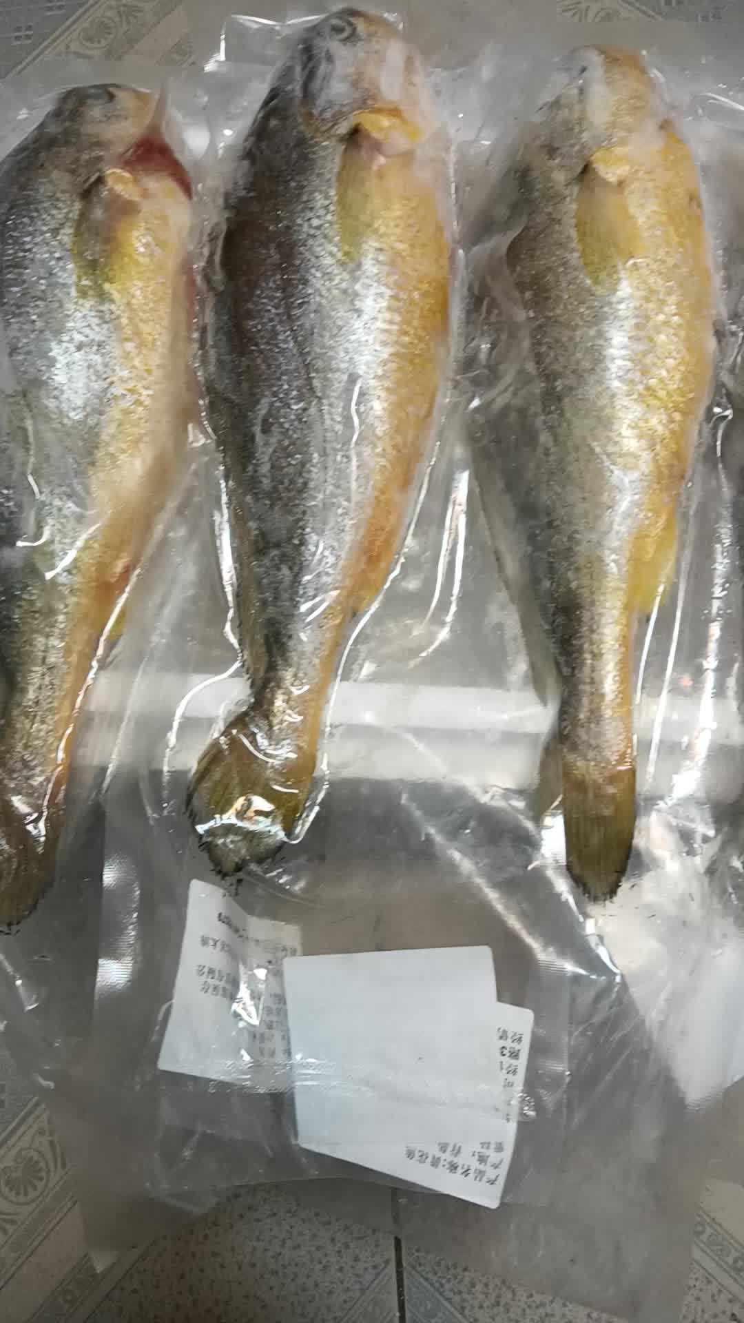 5万  】渔哥戏鱼 青岛活冻大黄花鱼1500g 3条袋装 海鲜水产烧烤食材