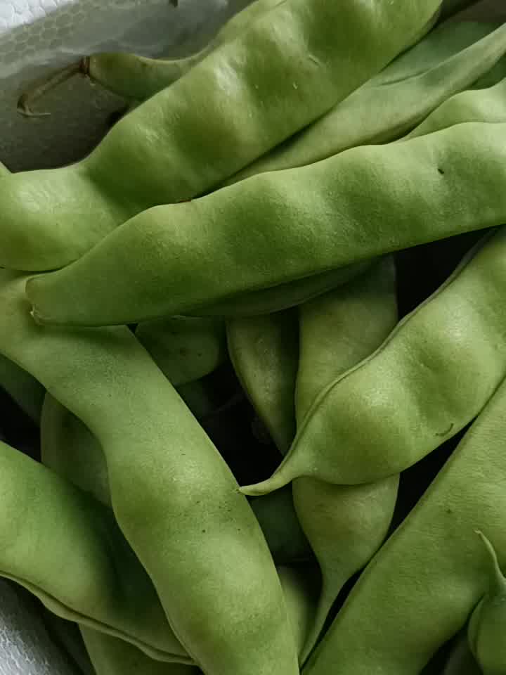 【顺丰发货】东北油豆角农家新鲜蔬菜特产九月青开锅烂宽面豆角油豆角