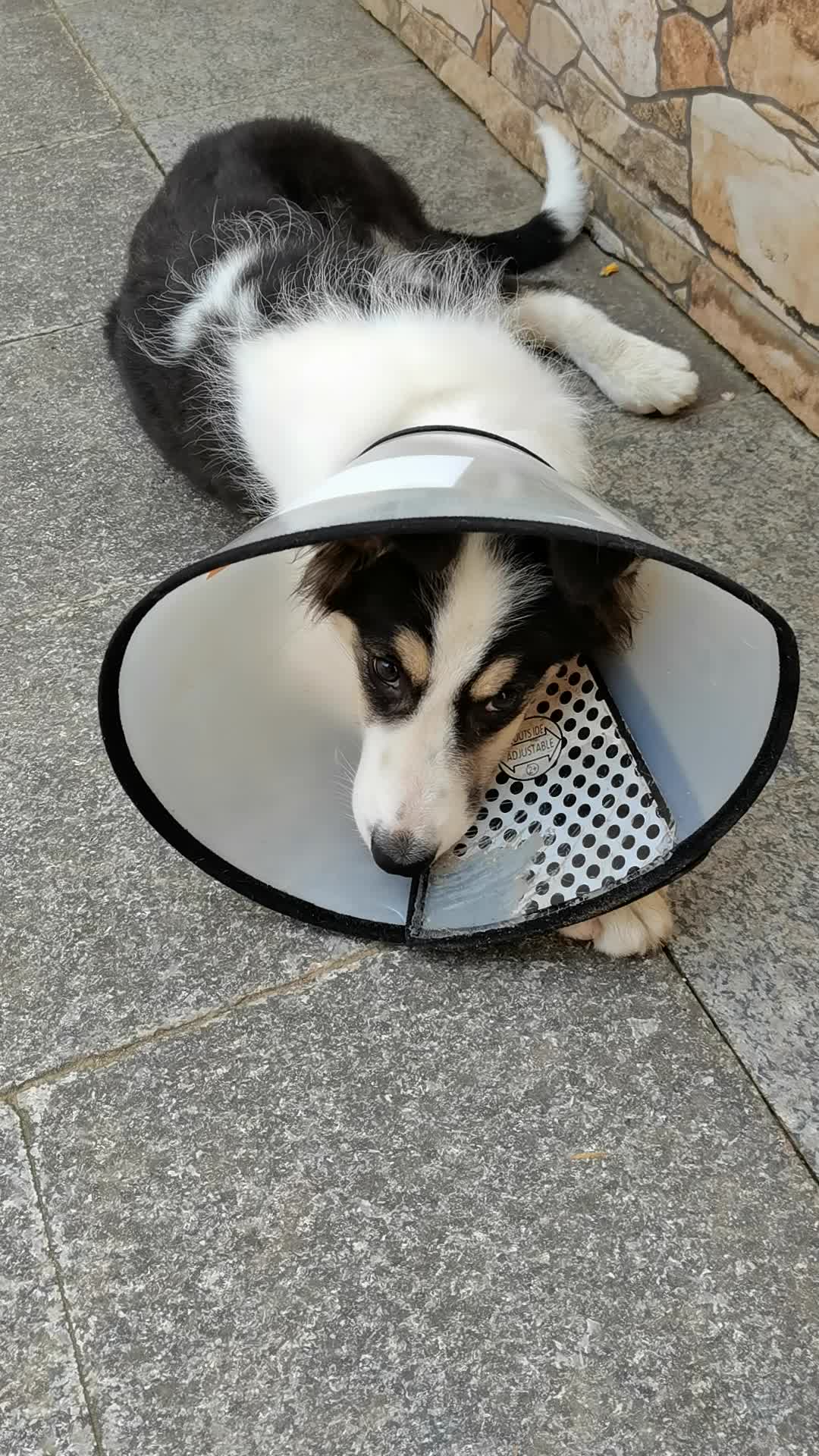 悠梵萌狗狗项圈伊丽莎白圈猫咪套头罩防咬防舔宠物脖套狗圈颈圈约6斤