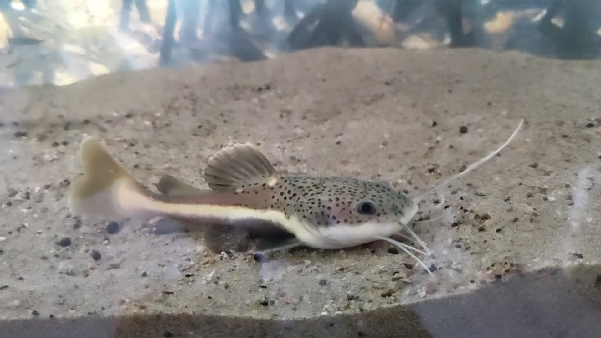 乐淘逸宠招财猫鱼苗黄金活体狗仔鲸红尾猫鲶鱼大型热带观赏鱼1416cm