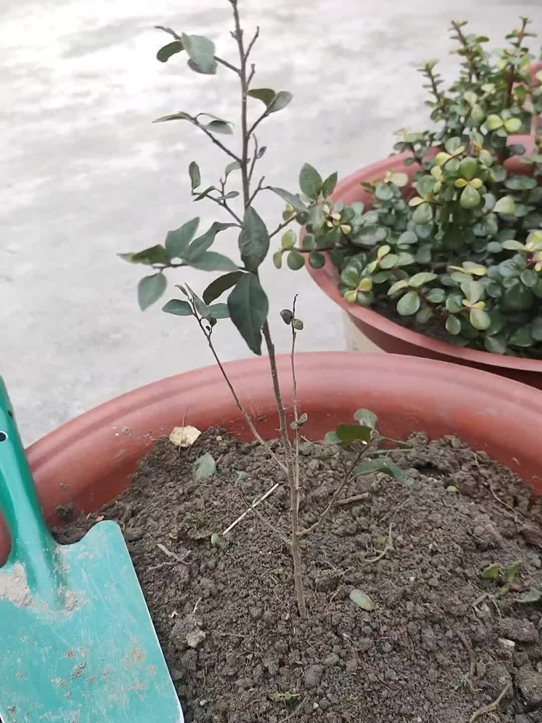 金弹子小苗 观果苗 金蛋子盆景苗四川金单弹子树苗盆景老鸦柿金豆 黑