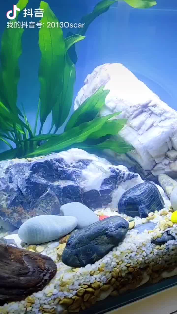 鱼缸背景纸画鱼缸壁纸造景装饰水族箱缸底鱼缸贴纸自粘蓝白绿渐变60cm