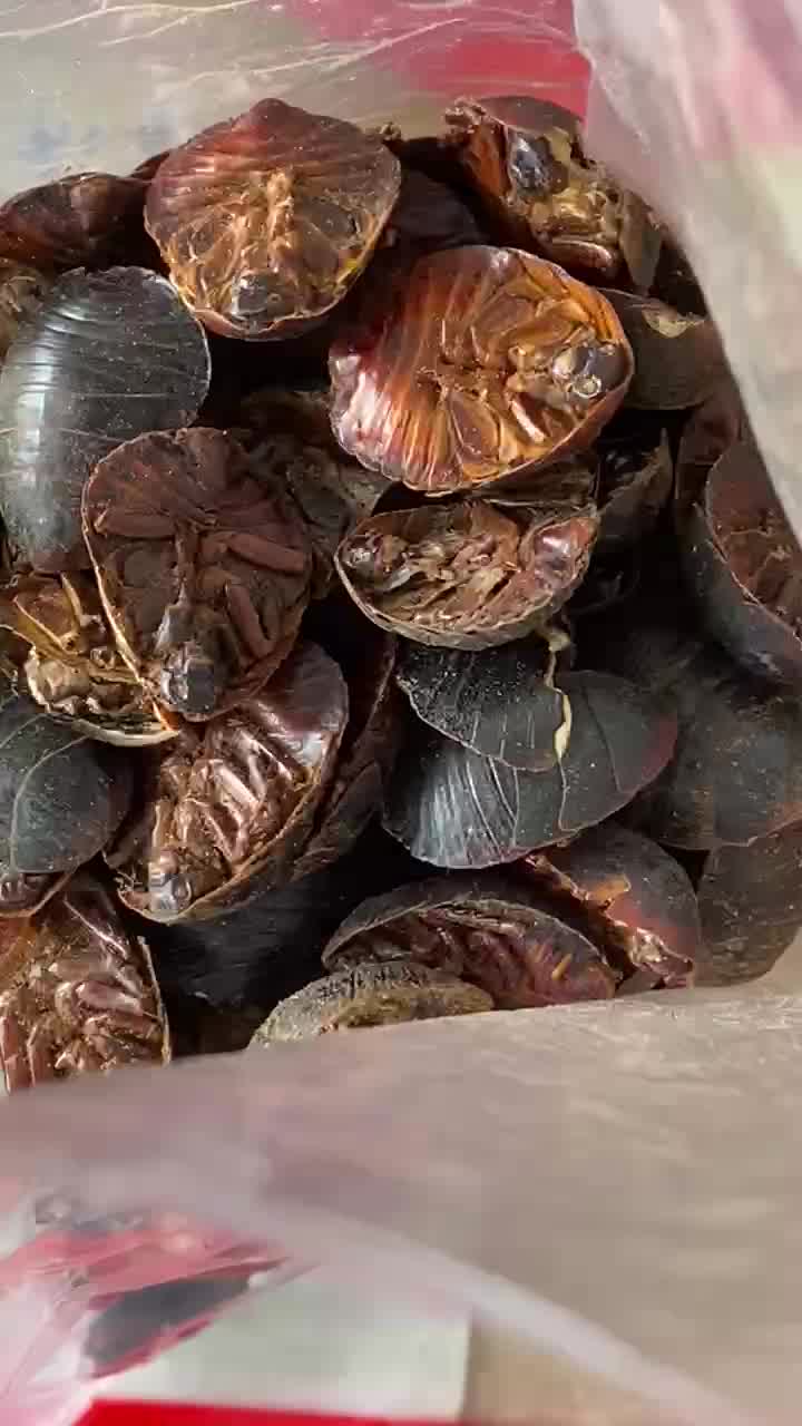 福曦堂土鳖虫地鳖虫土元地乌龟中药材精选货土鳖虫250克2袋共计500克