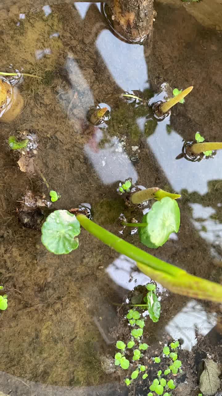 无花一号莲藕种苗图片