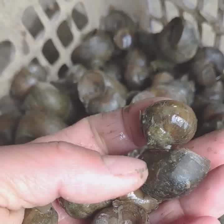 脆螺钓鱼超大号河南田螺鲜活新鲜田螺肉淡水螺蛳活体包活5角硬币大小