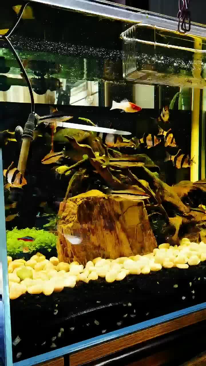 吉印南美缸造景专用灯原生缸增艳观赏灯led防水照明灯夹灯鱼缸灯黄光