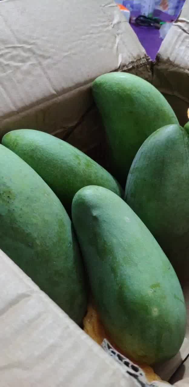 农端优选 攀枝花凯特芒果 大青皮芒 新鲜水果 9斤 特大果(1000g以上)