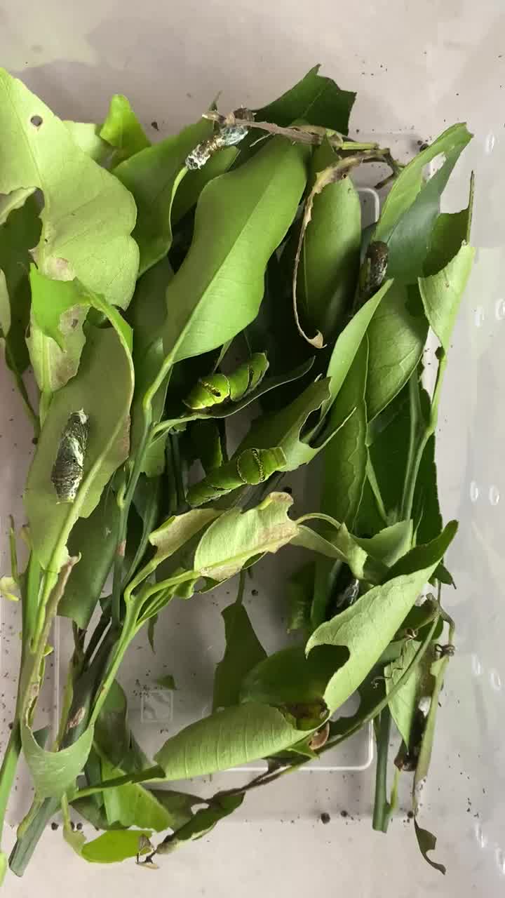 20只达摩凤蝶幼虫 饲养套装