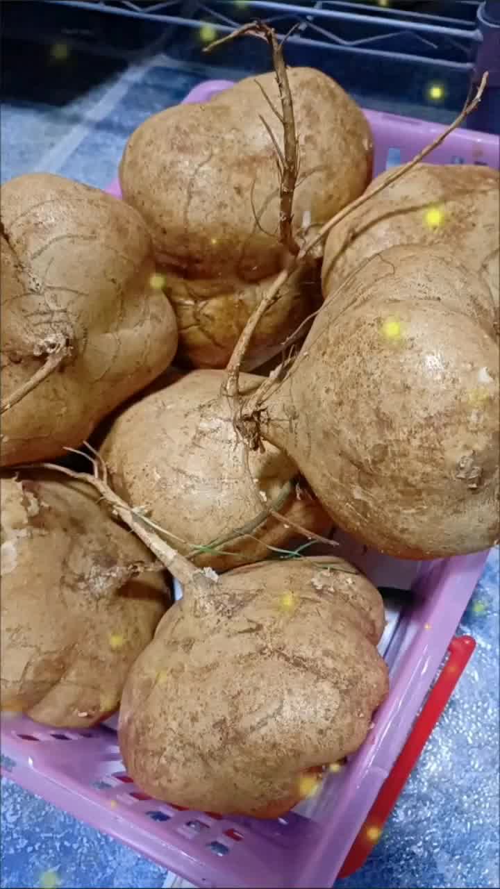 【时令孕妇水果】农家新鲜凉薯地瓜现挖白地瓜脆甜多汁沙葛地萝卜